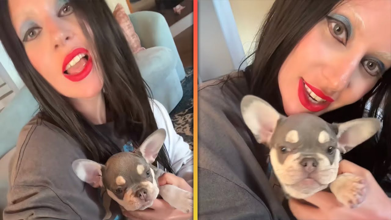Lady Gaga Gets New Puppy 3 Years After Dognapping Case