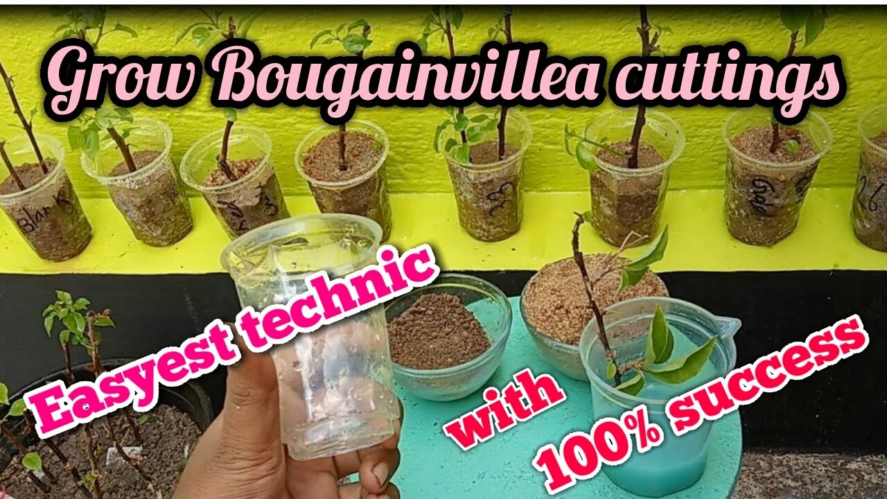 How to propagate bougainvillea from stem cuttings// Bougainvillea Cuttings Growing (easiest Technic)