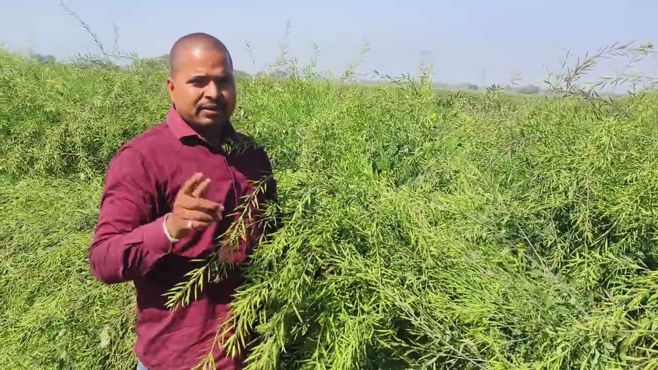  सरसों कुदरत गीता बंपर पैदावार देने वाली किस्म अधिक उपज निरोगी फसल सूर्य प्रकाश सिंह 9670590320