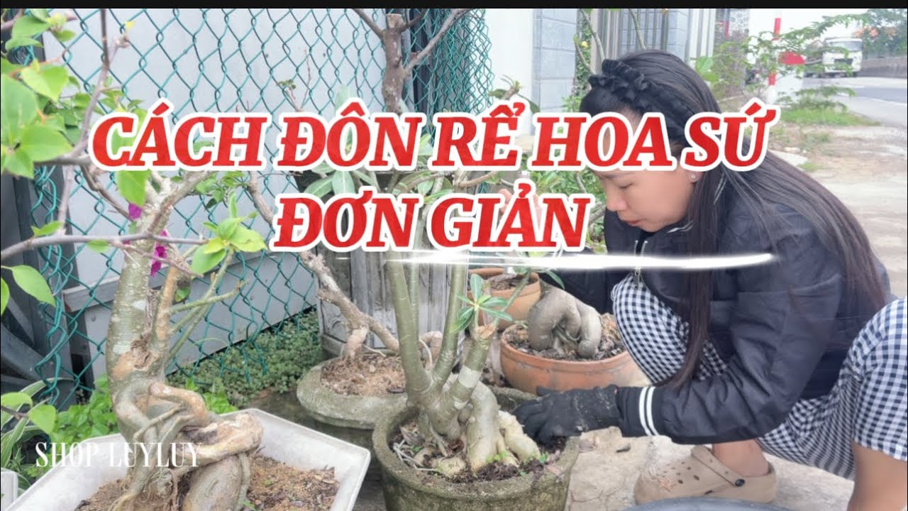 Cách Đôn Rể Hoa Sứ Đơn Giản Tại Nhà -Ai cũng làm được 