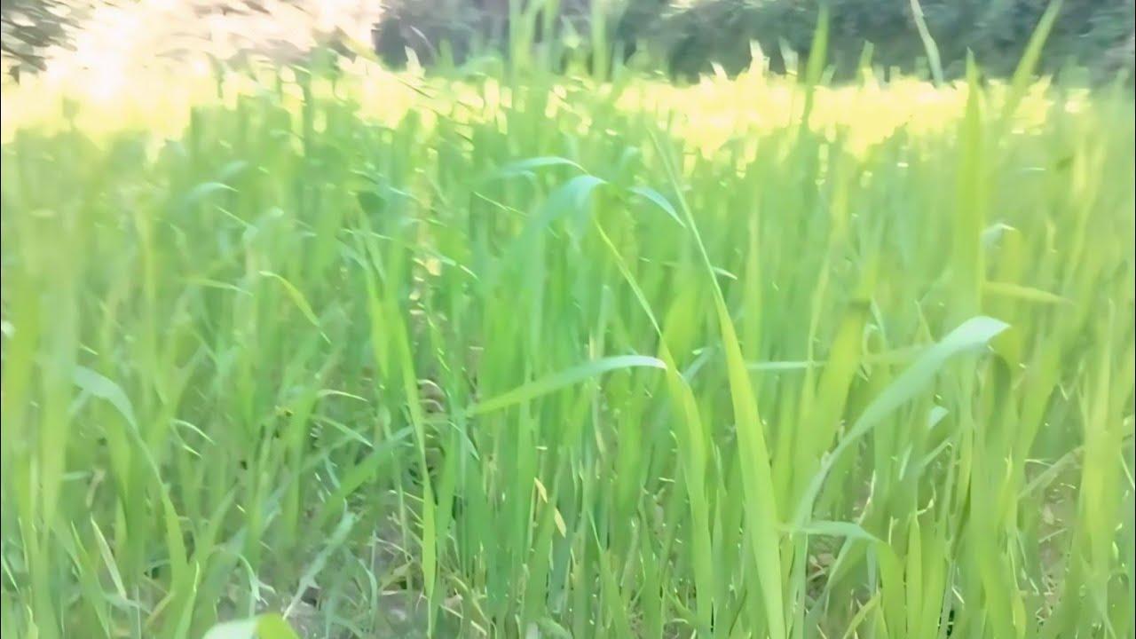 काम गर्दै रमाइलो पल 🍊 | सुन्तला टिप्दा चोरले चोरेको 😂