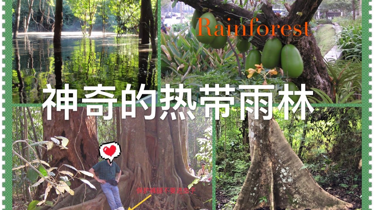 神奇的热带雨林｜进热带雨林怎样保护自己｜ 世界唯一拥有热带雨林的首都｜巴拿马印象之五｜Tropical Rainforest ｜Visit Panama No. 5