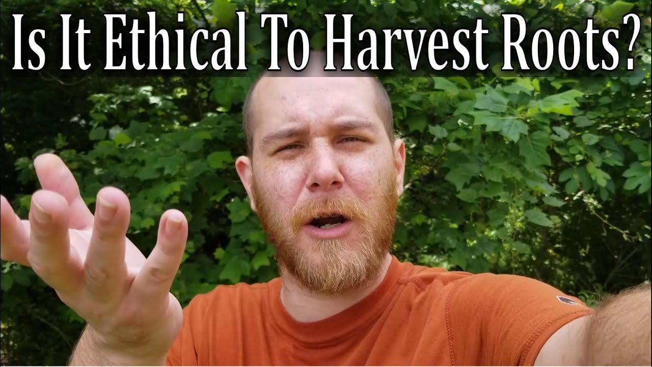 When Is It Okay To Harvest Roots While Foraging Wild Plants?? Discussion On Harvesting Roots