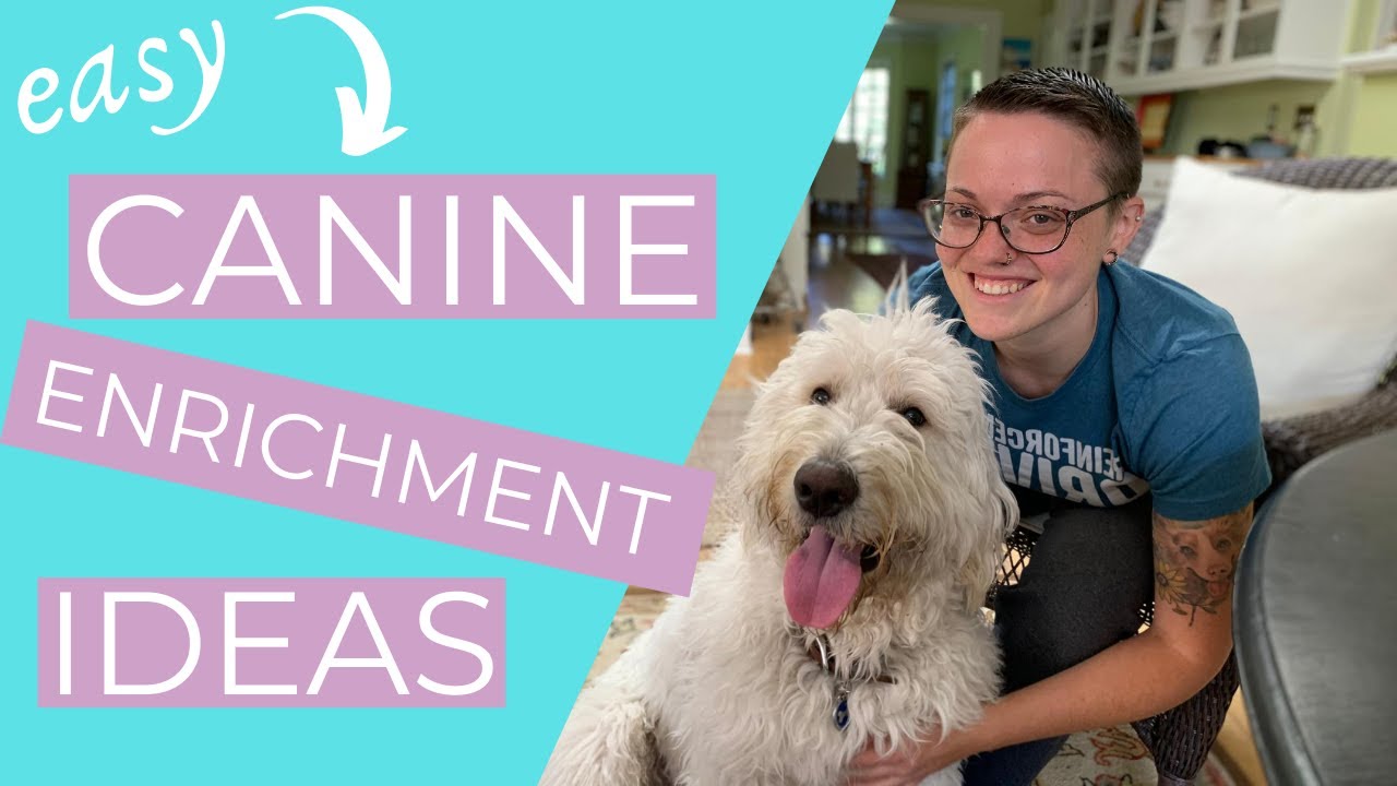 Обогащение для собак (Простые идеи для обогащения среды обитания!) || THE KIND CANINE
