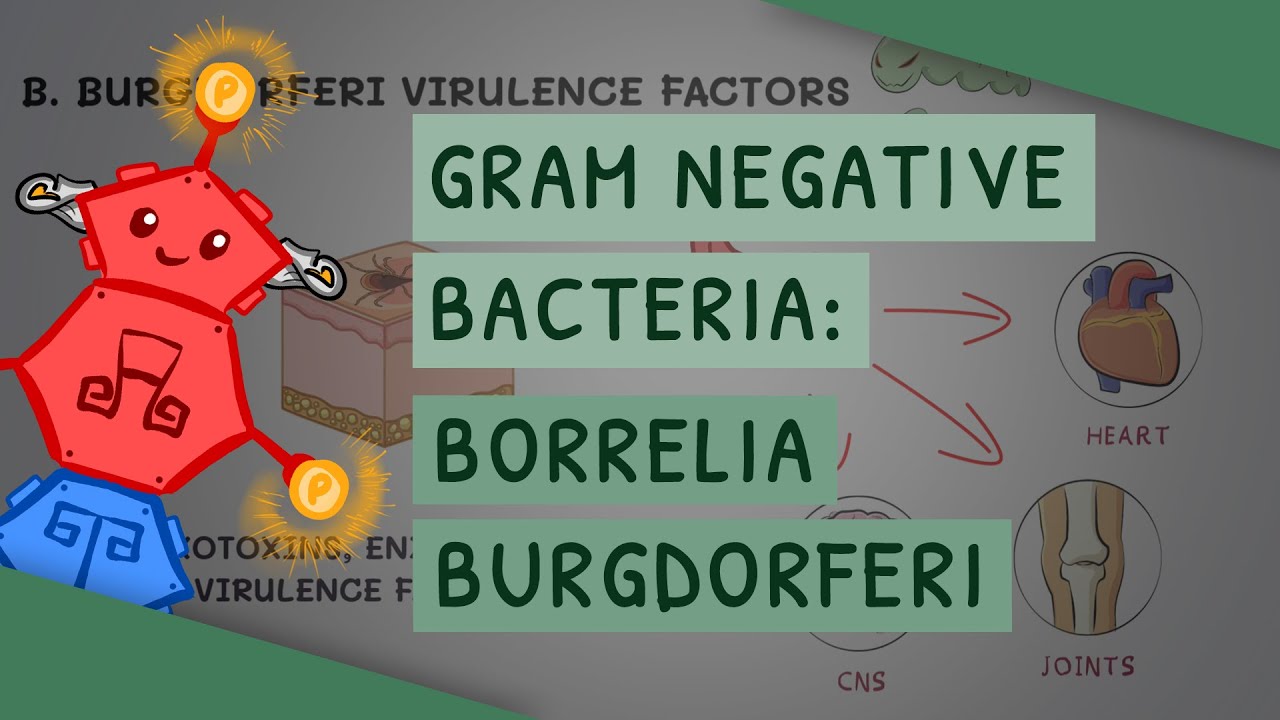 Borrelia burgdorferi (Lyme disease)