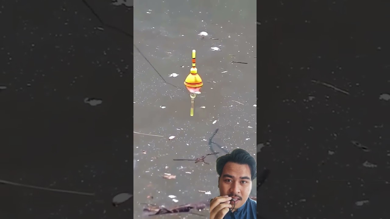mancing ikan gabus pakai jangkrik apakah dapat?