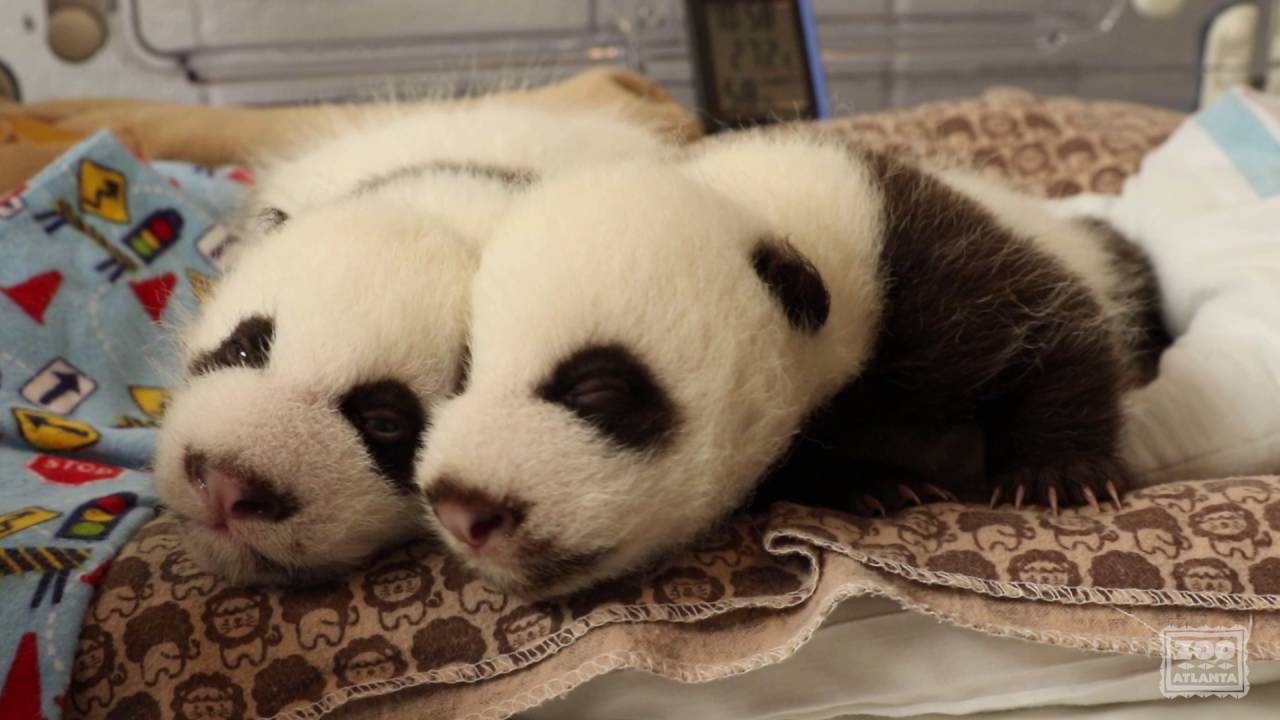Panda Cubs 2016: Day 41