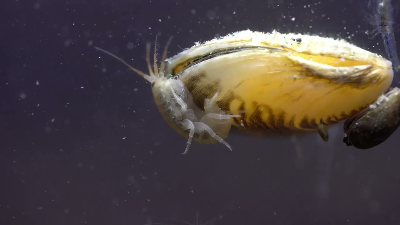 Schwebegarnele Bachflohkrebs & Co