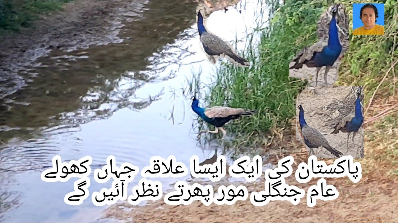 Valley of the peacocks in Pakistan|Tharparkar|desert |peacock|India Pakistan border |cholistan |