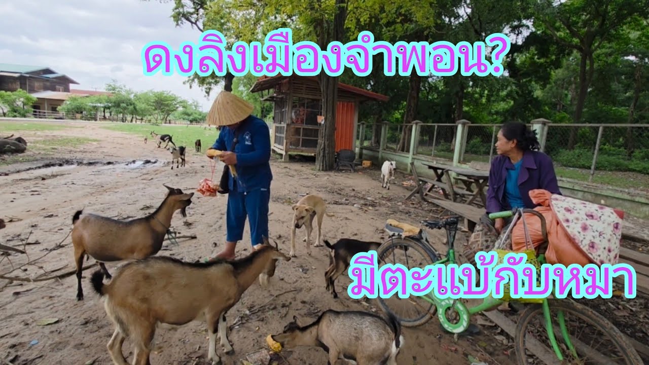 #เที่ยวลาว วันเบาๆเลี้ยงลิง1วัน#บรรยากาศ สุดยอด มีทั้งลิงแบ้หมา #funny #สะหวันนะเขต #สปปลาว