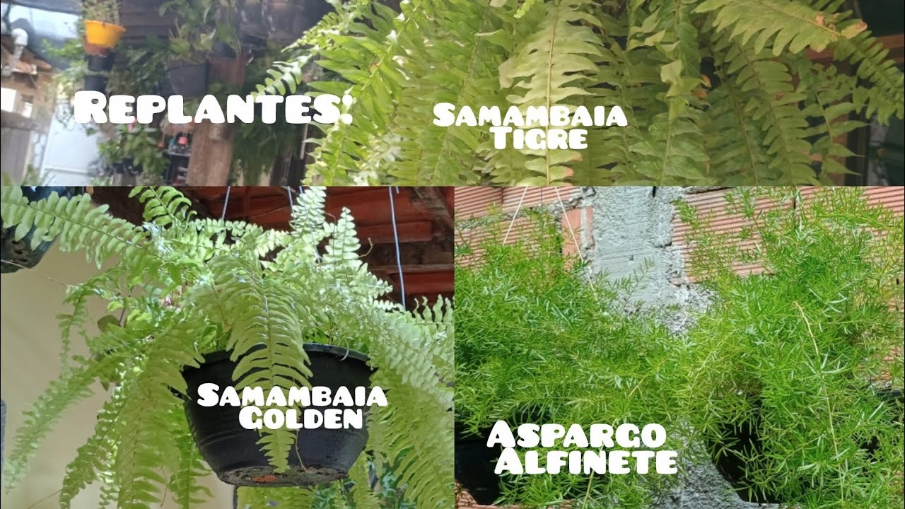 Parte 2 dos Replantes (Samambaia Rara)