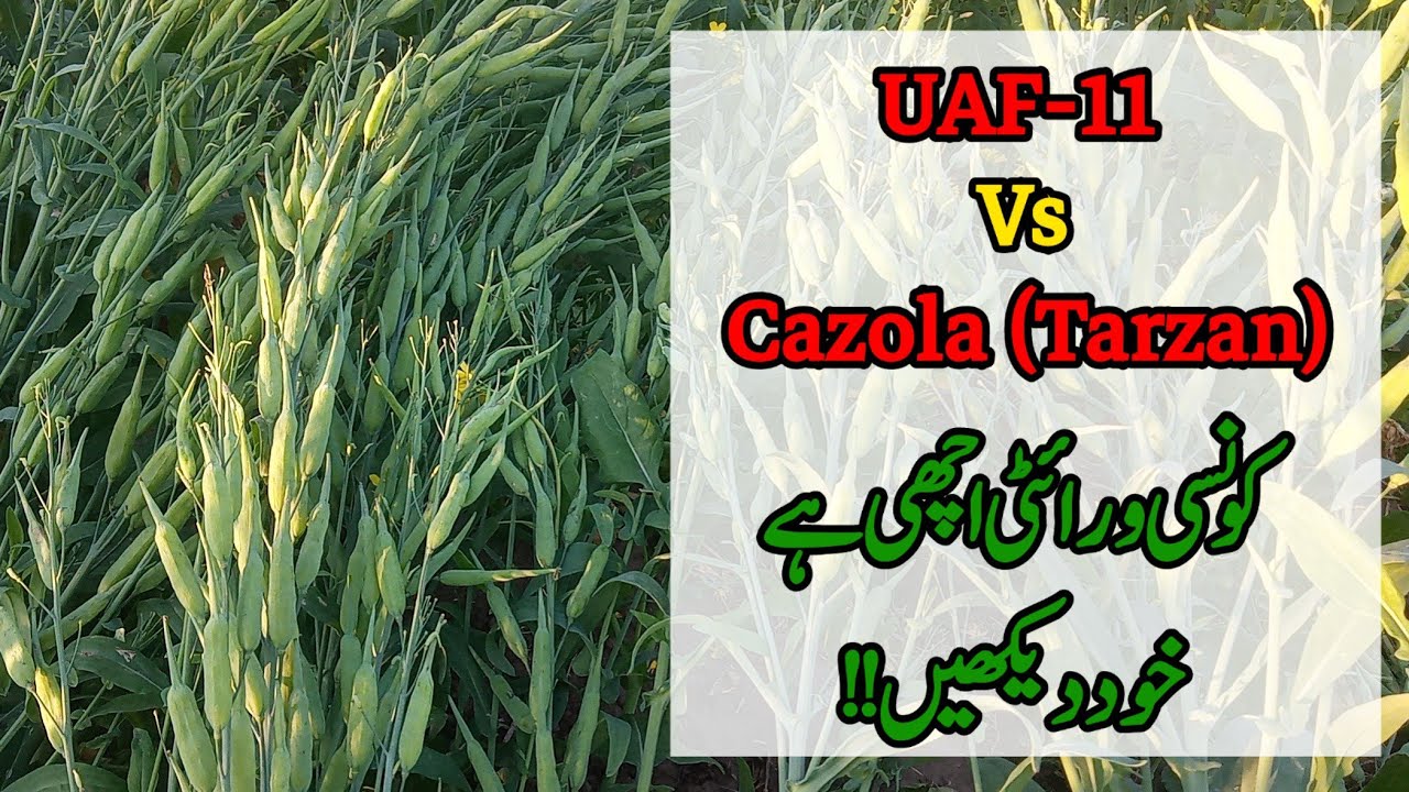UAF-11Canola vs Cazola by Tarzan ||Short Durational Canola||Crop Informer