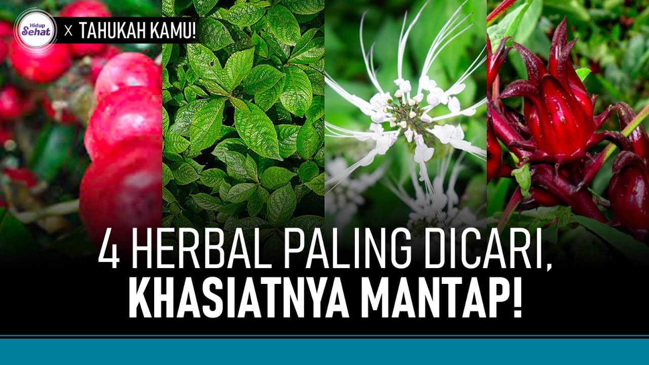 Wajib Coba! 4 Jenis Tanaman Herbal Paling Ampuh untuk Kesehatan | Hidup  Sehat tvOne
