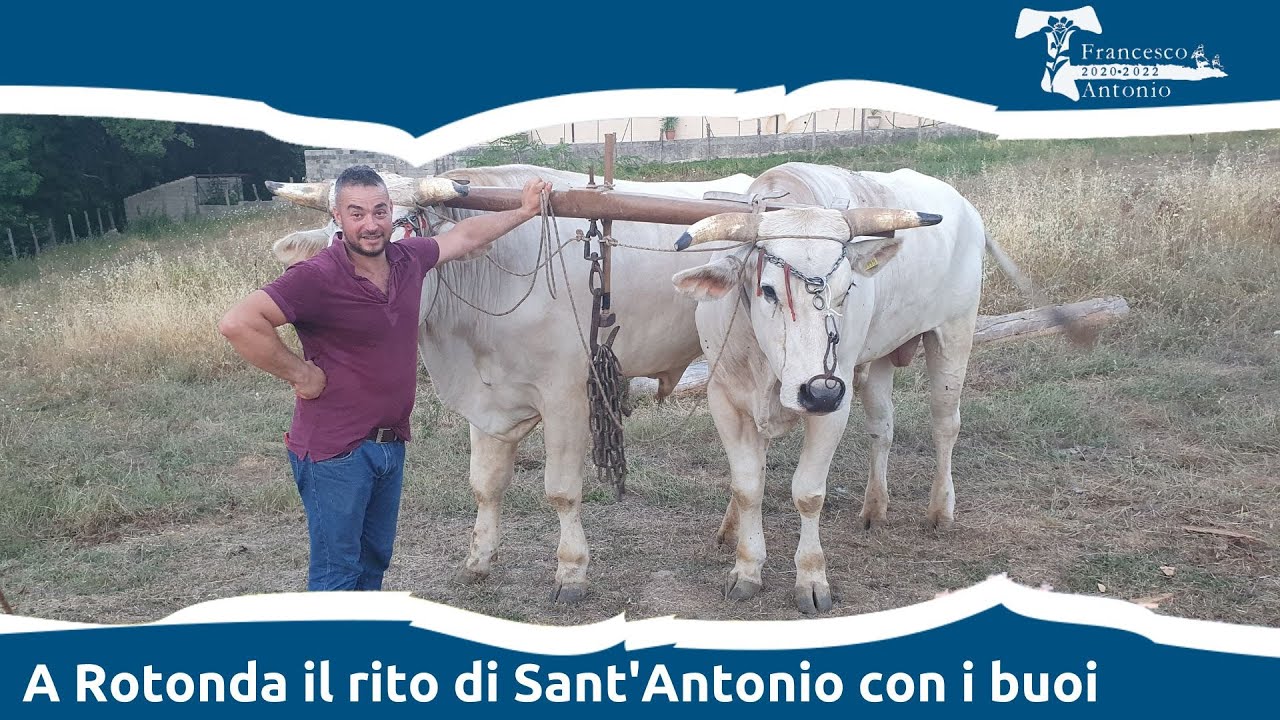 A Rotonda il Rito di Sant'Antonio con i buoi