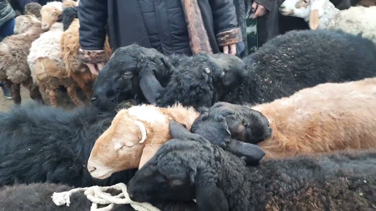 мол #бозори #зафаробод #таджикистан #топ #гов #rek #2025 #буз #baki #астана #ош #ташкент #душанбе