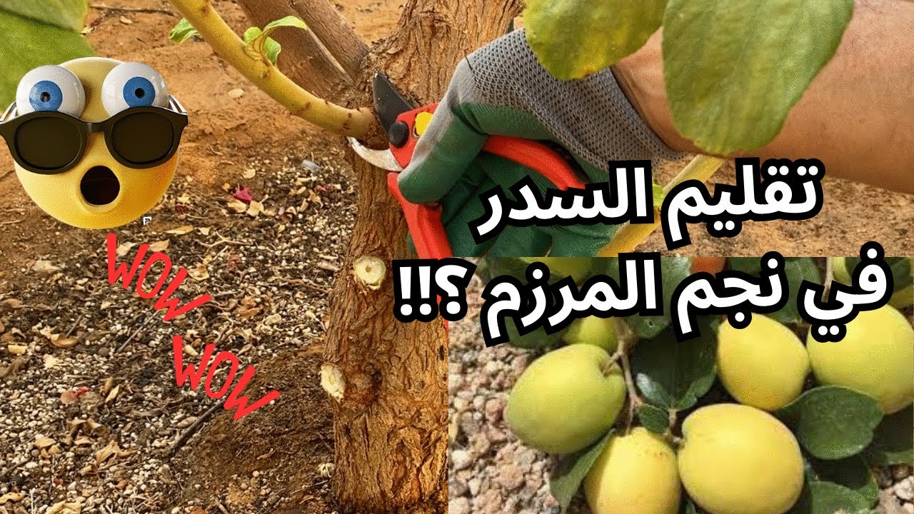 تقليم السدر في شهر يوليو ٢٠٢٤  I ولماذا هذا الوقت تحديدا ؟؟!