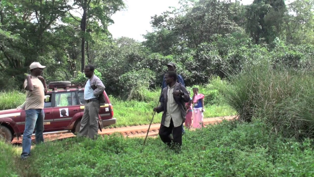 ETIOPIA, LA TERRA DEL CAFFE'   l'albero di bunna…