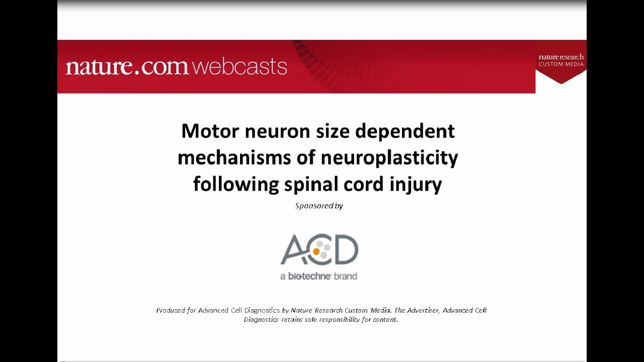 2019 May 14: Motor neuron size dependent mechanisms of neuroplasticity following spinal cord injury