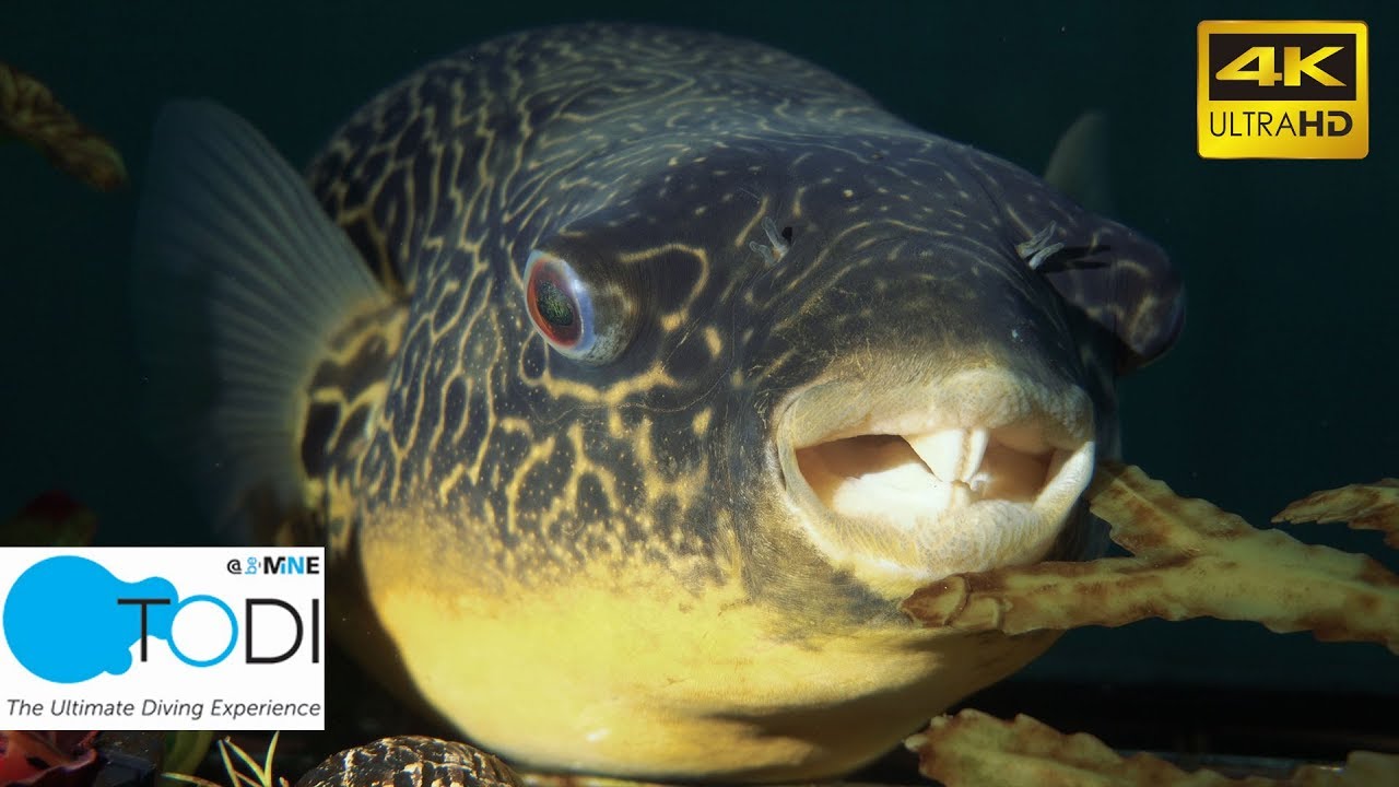 TODI | Indoor Diving Belgien 4K UHD | The Ultimate Dive Experience
