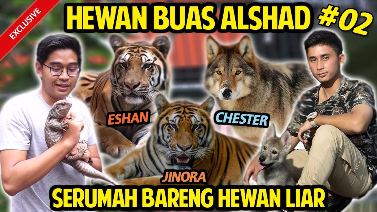 SENSASI BERTEMU LANGSUNG HEWAN BUAS ALSHAD AHMAD?! SEREM TAPI JINAK?! #GREBEKKANDANG #PART2
