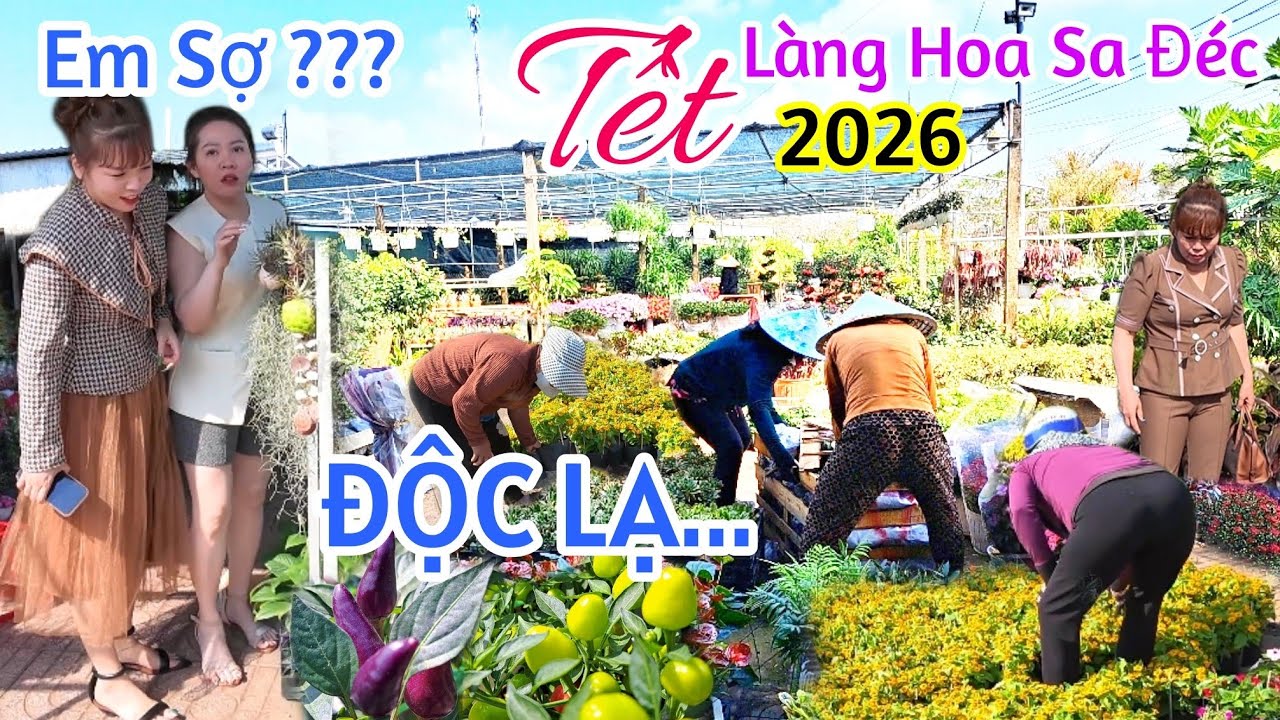 LÀNG HOA SA ĐÉC TẾT 2026 SỐC GIÁ ỚT HOA ĐỖ QUYÊN BONSAI CÂY KIỂNG RẺ CHƯA TỪNG CÓ