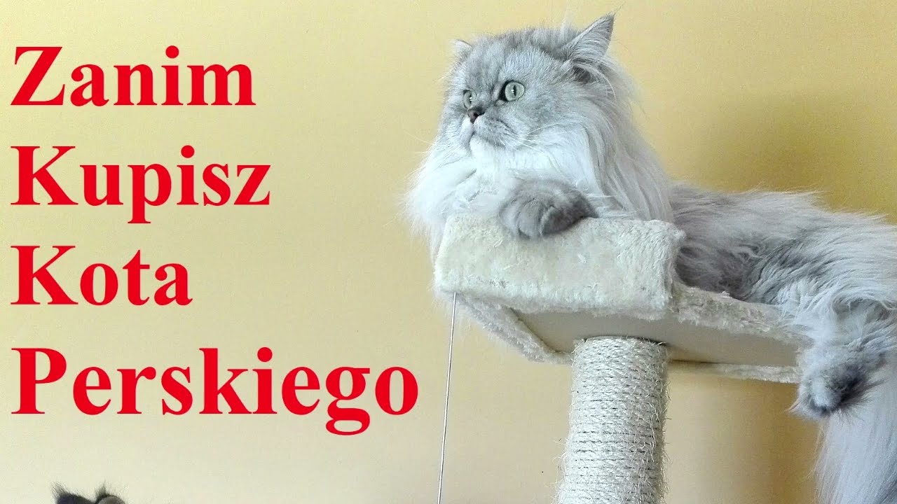 Zanim kupisz kota Perskiego