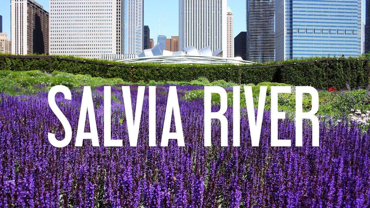 Lurie Garden Salvia River