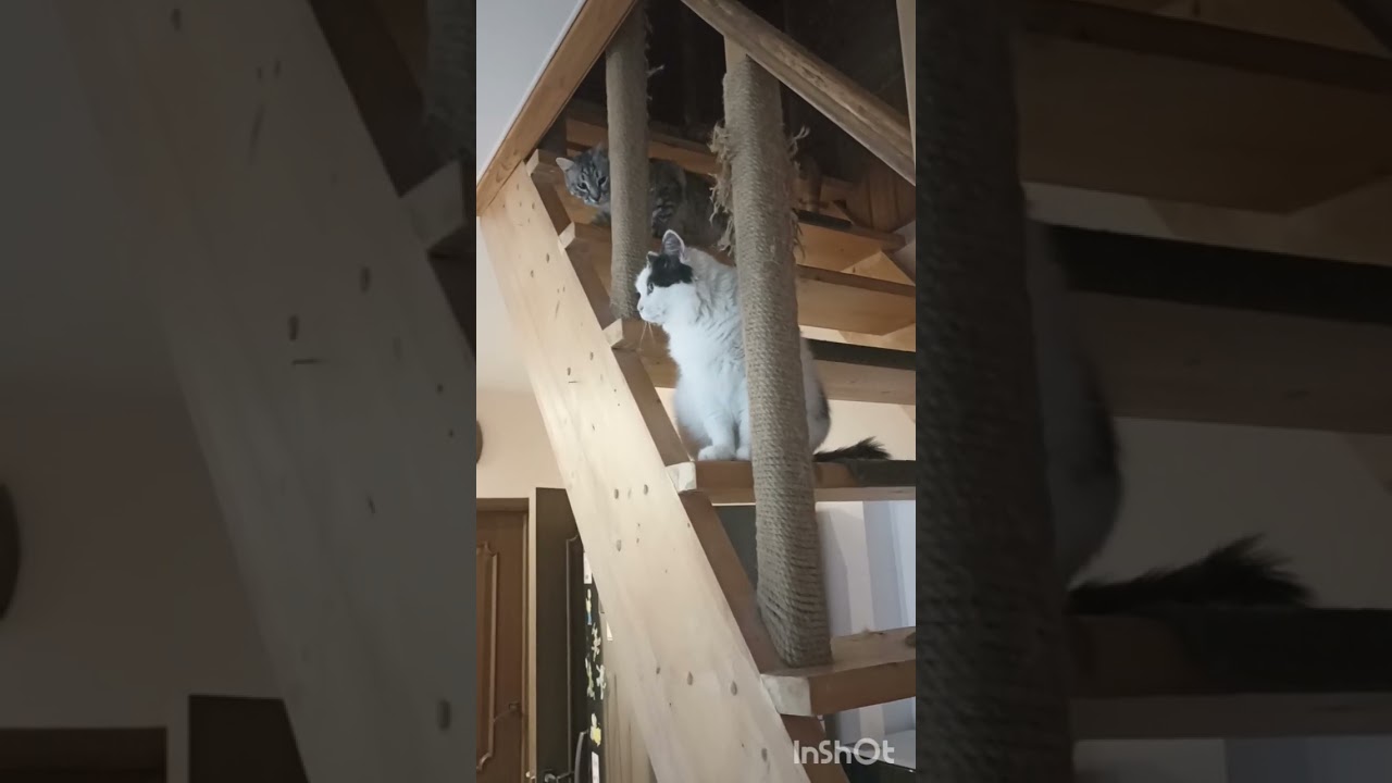 День стольника для мини мини приюта! 