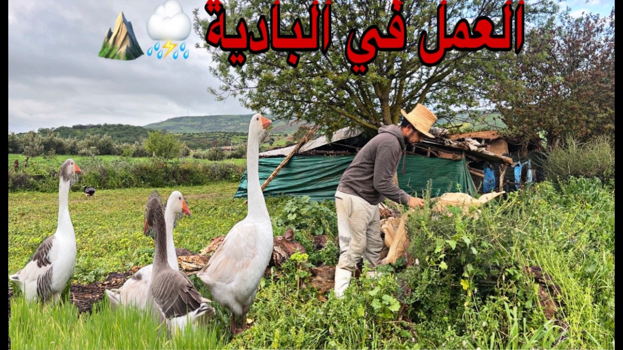 يوم جديد في البادية أجواء العمل في المزرعة شنو درت اليوم في المزرعة