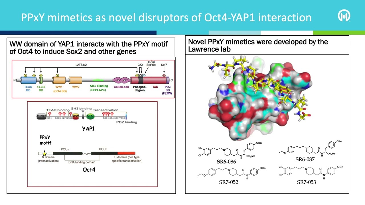 Disruption of the OCT4-YAP1 interaction as a therapy for lung cancer (Tech ID: 14MB075)