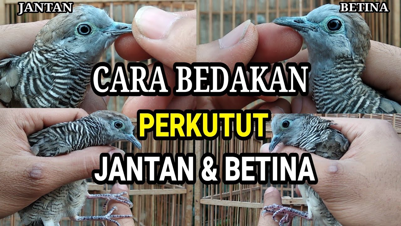 Cara Membedakan PERKUTUT Jantan & Betina Akurat