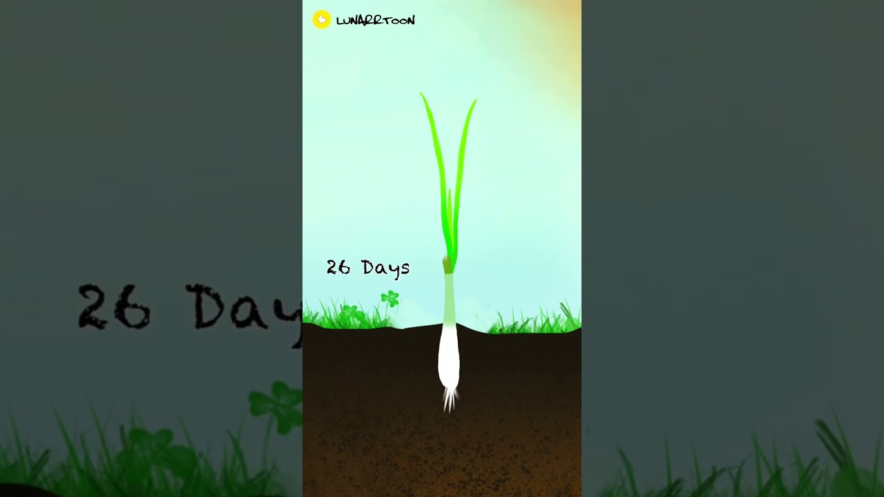 Onion Growing Time Lapse - 115 Days (Animation) #onion  #plants #timelapse #growth #green #cartoon