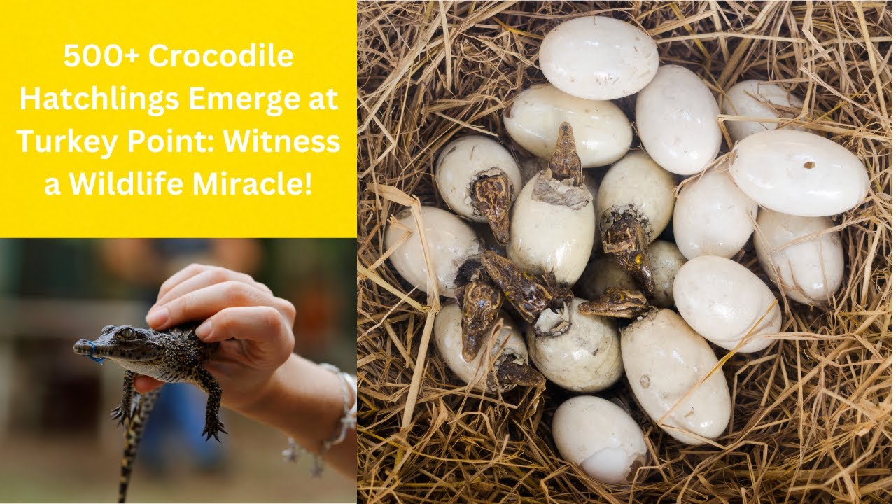500+ Crocodile Hatchlings Emerge at Turkey Point: Witness a Wildlife Miracle!