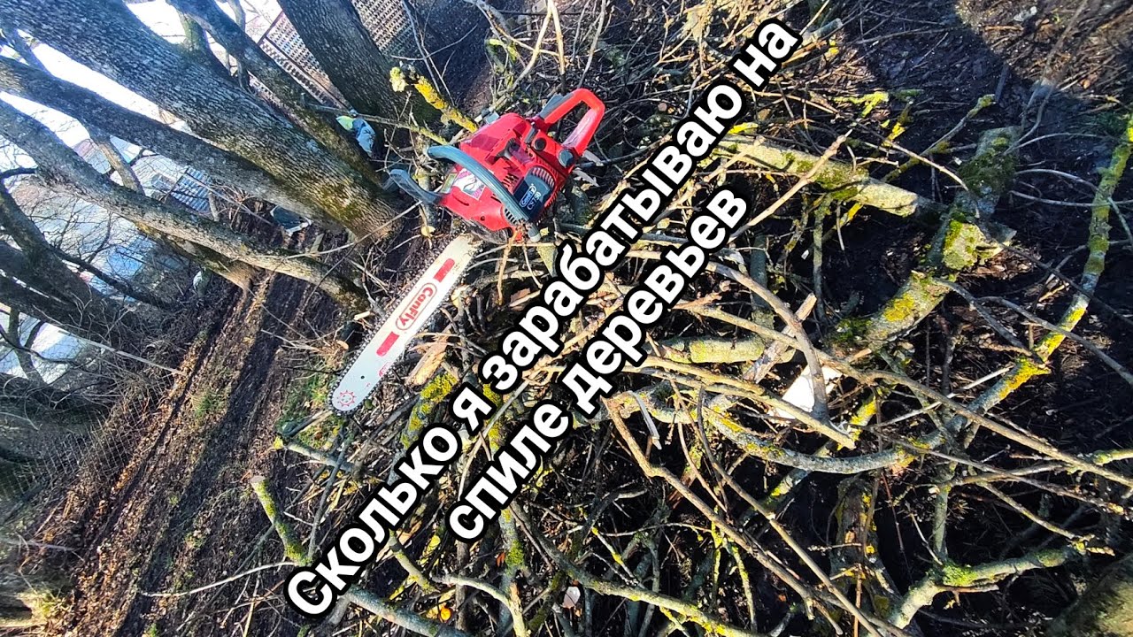 Сколько стоит спилить два дерева и сколько с них можно выжать 