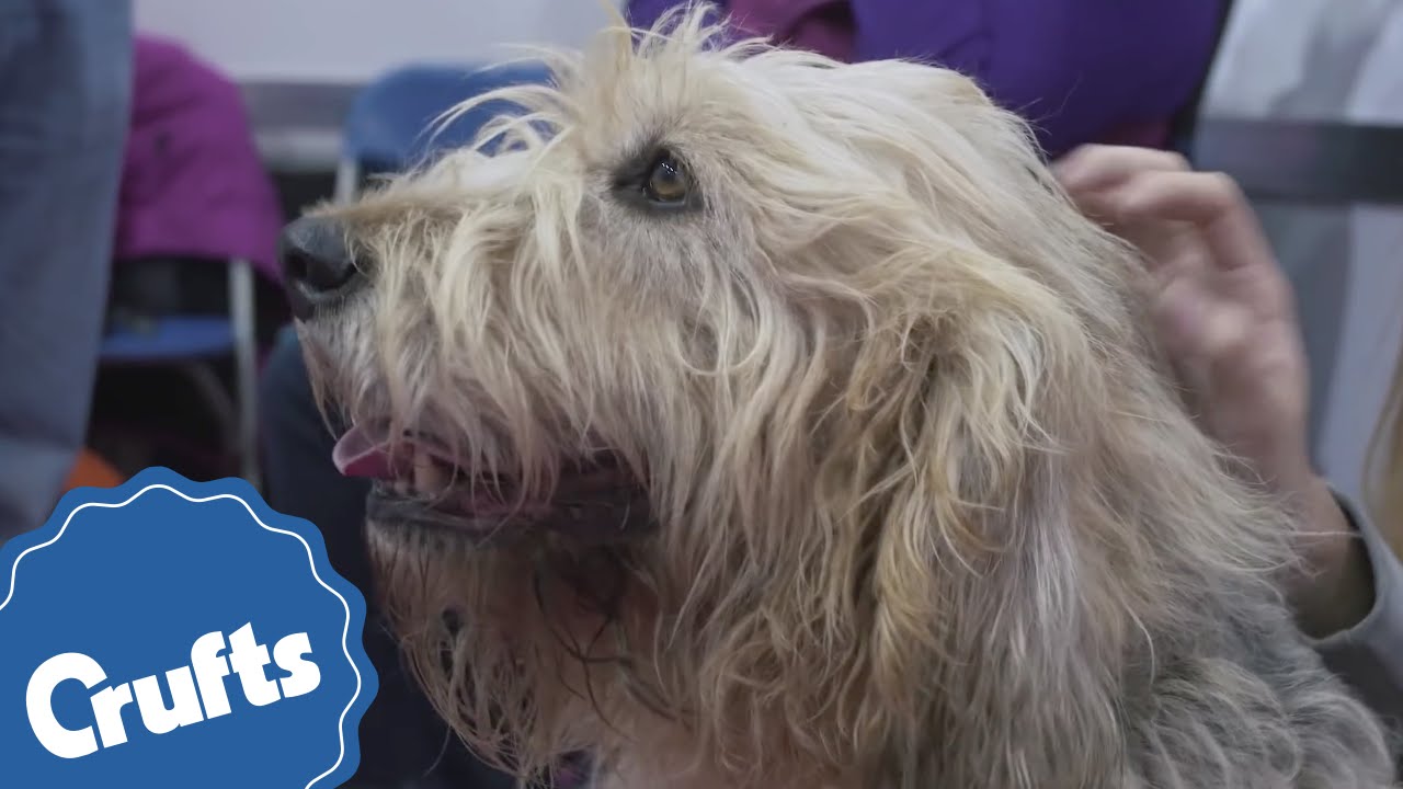 Otterhound | Crufts Breed Information