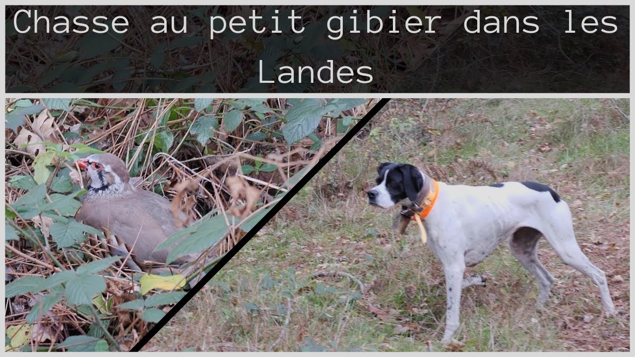 Chasse au petit gibier dans les Landes