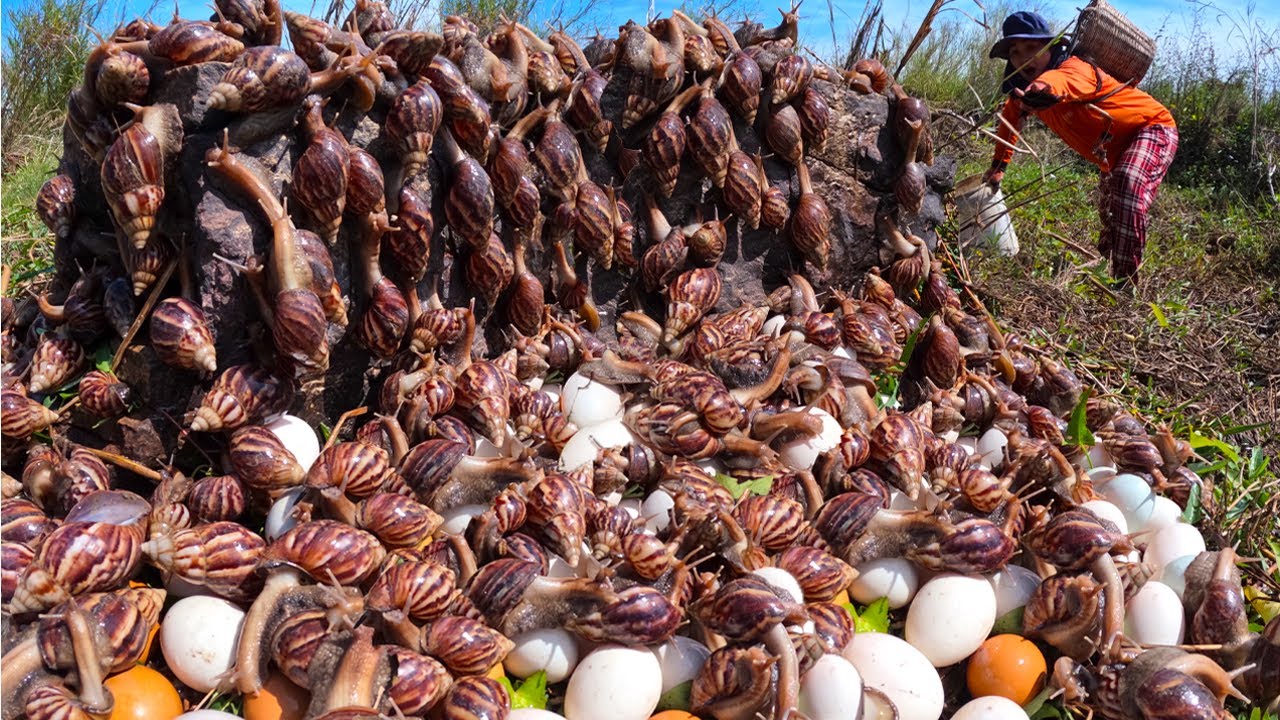 BEST amazing, Harvest a lot of duck egg and snail at field by hand a female farmer