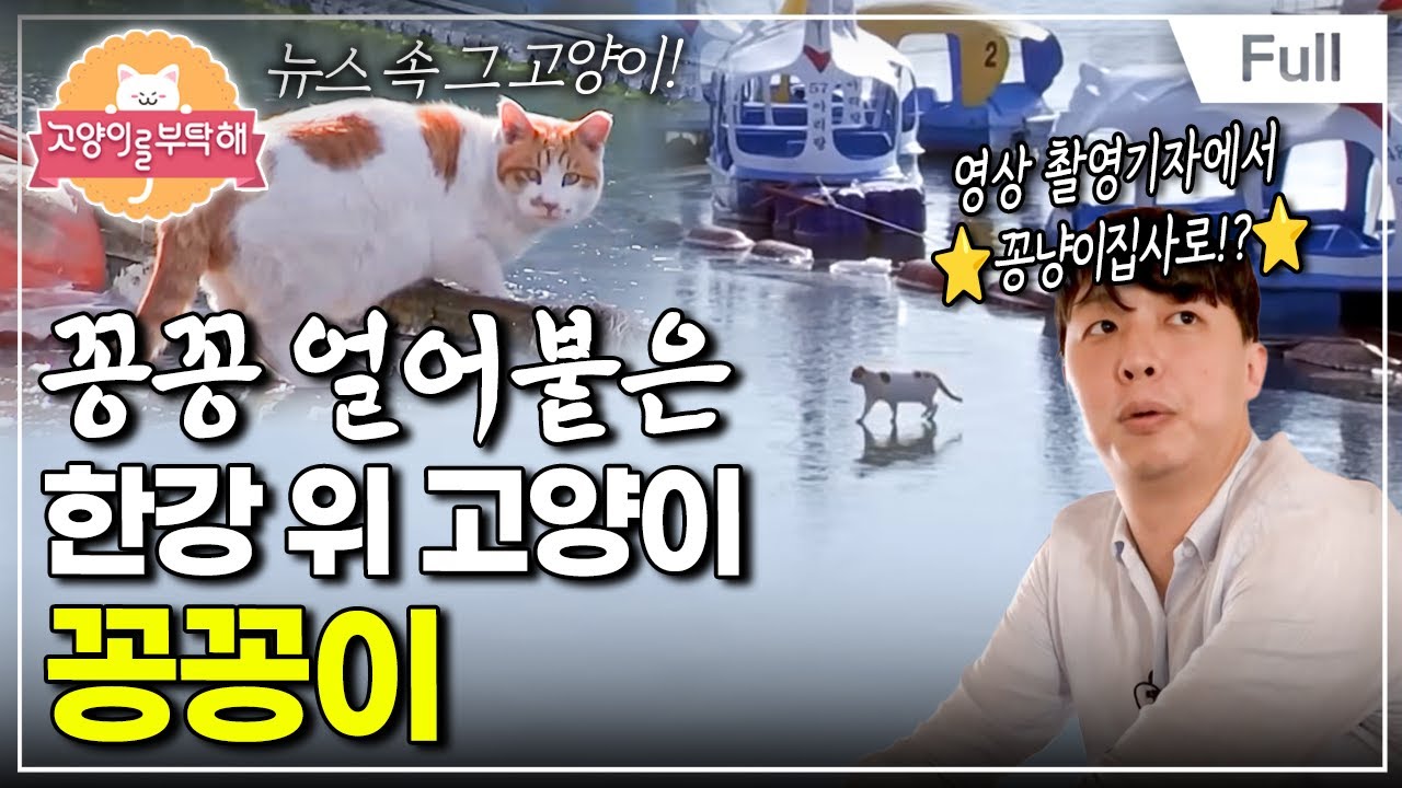 [Full] 고양이를 부탁해 - 꽁꽁 얼어붙은 한강 위 고양이, 꽁꽁이