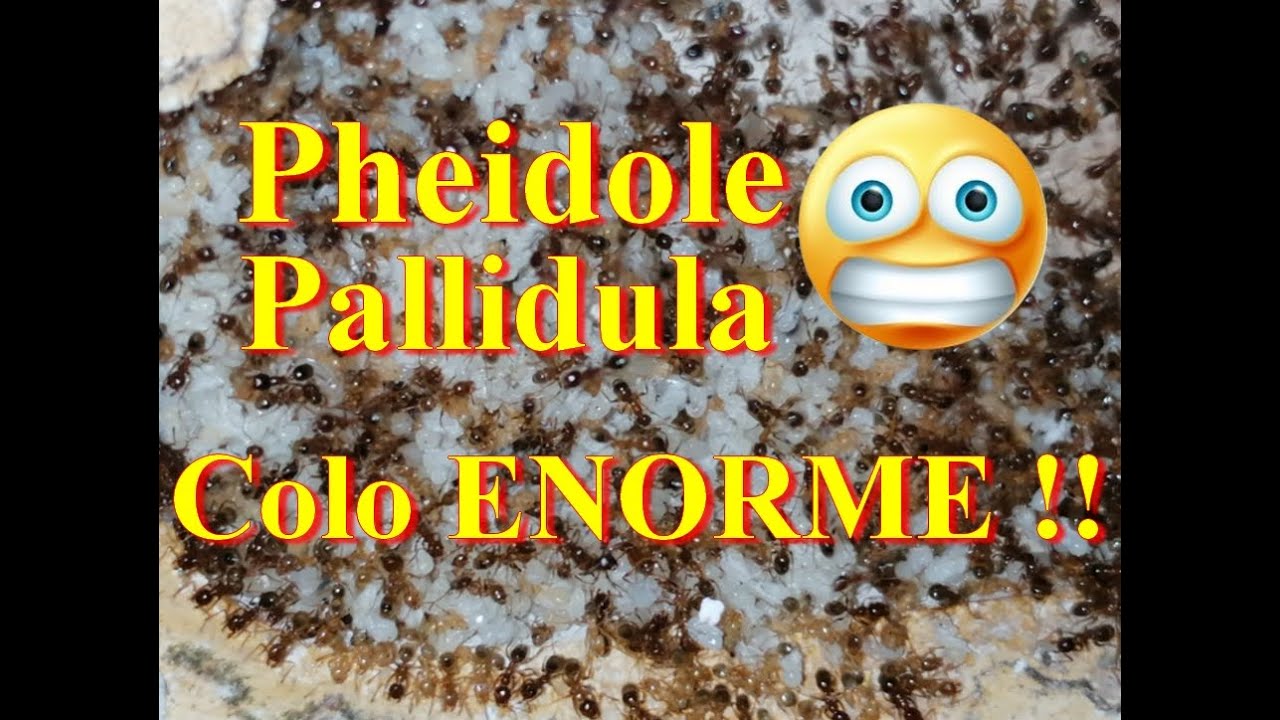 [SUIVI ] Mon ENORME colonie de Pheidoles Pallidula,NID complet et anti évasion +nourrissage .Medoc72