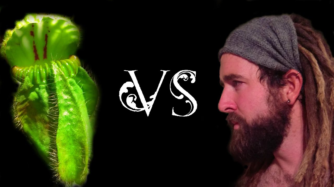 Cephalotus Leaf Pullings 2 (The Reckoning)