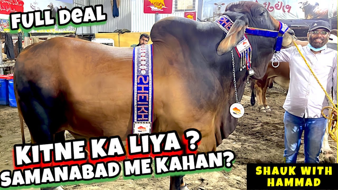 KITNA KA LIYA ? Samanabad Me Kahan Ja Ra🔥SHAUK WITH HAMMAD BAKRA MANDI PAKISTAN 2k24