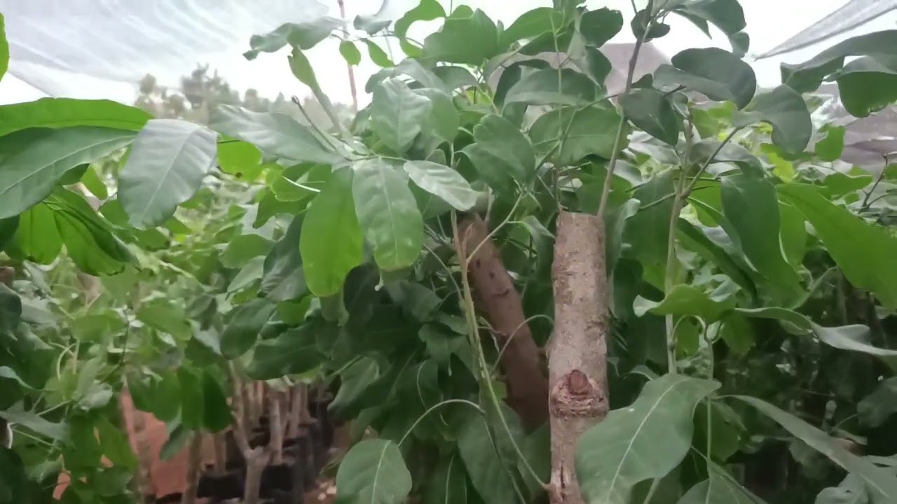 Pusat Bibit Cangkok Kelengkeng Itoh Super Wonogiri | Kelengkeng Cepat Berbuah