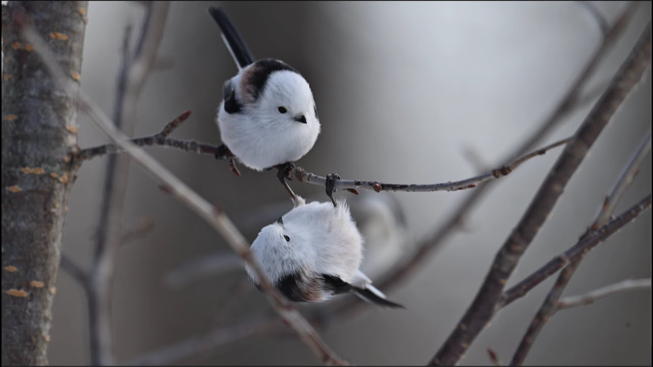 癒されてください 雪の妖精 シマエナガちゃん2024 その3(10分)