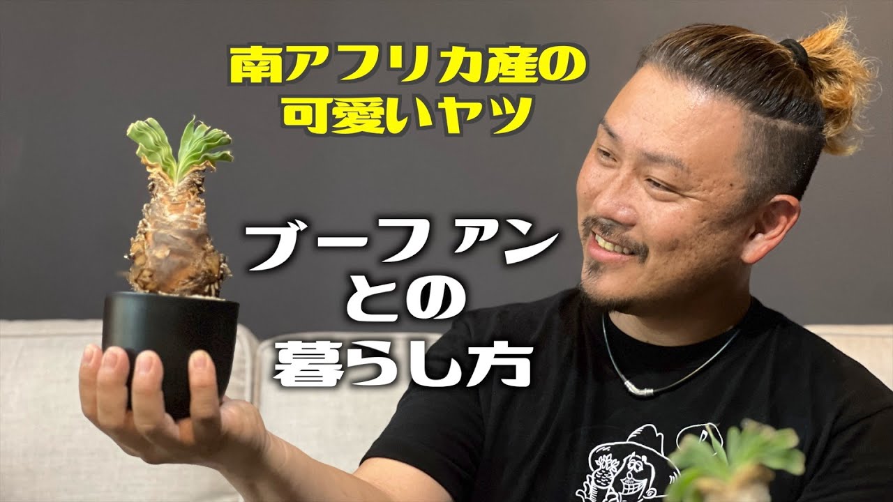 【球根】ブーファンをお迎えしてみました。【ブーファンとの暮らし方】