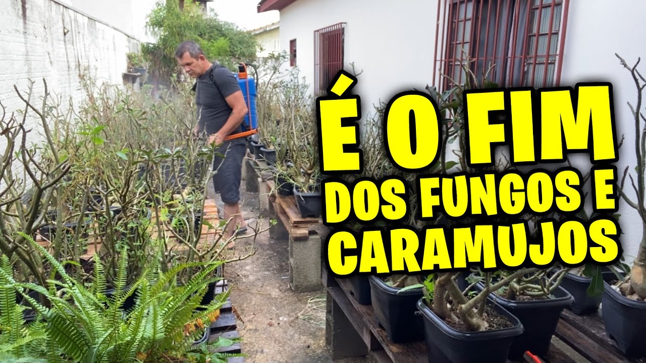 ✅Começamos recuperar as ROSAS DO DESERTO. Tratamento para fungos e caramujos