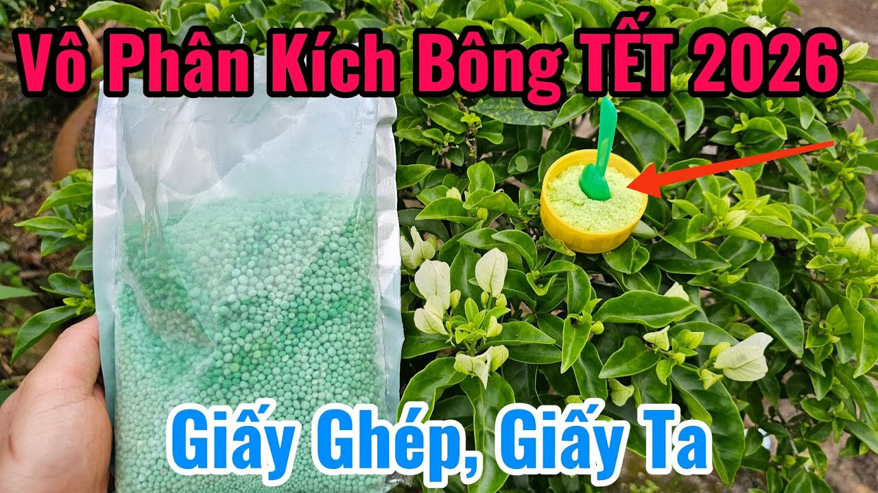 Cách Bón phân Định kì Kích Bông Hoa Giấy TẾT 2026.