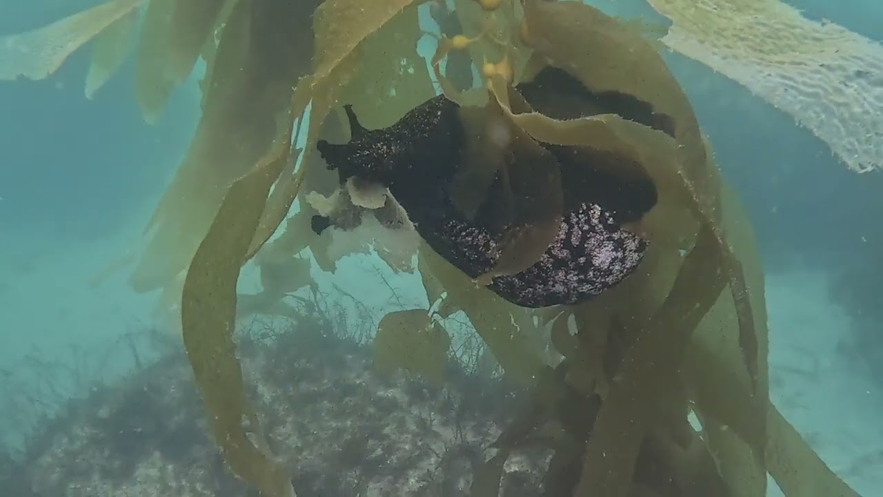 Tina Reef  July25-Baja Mexico