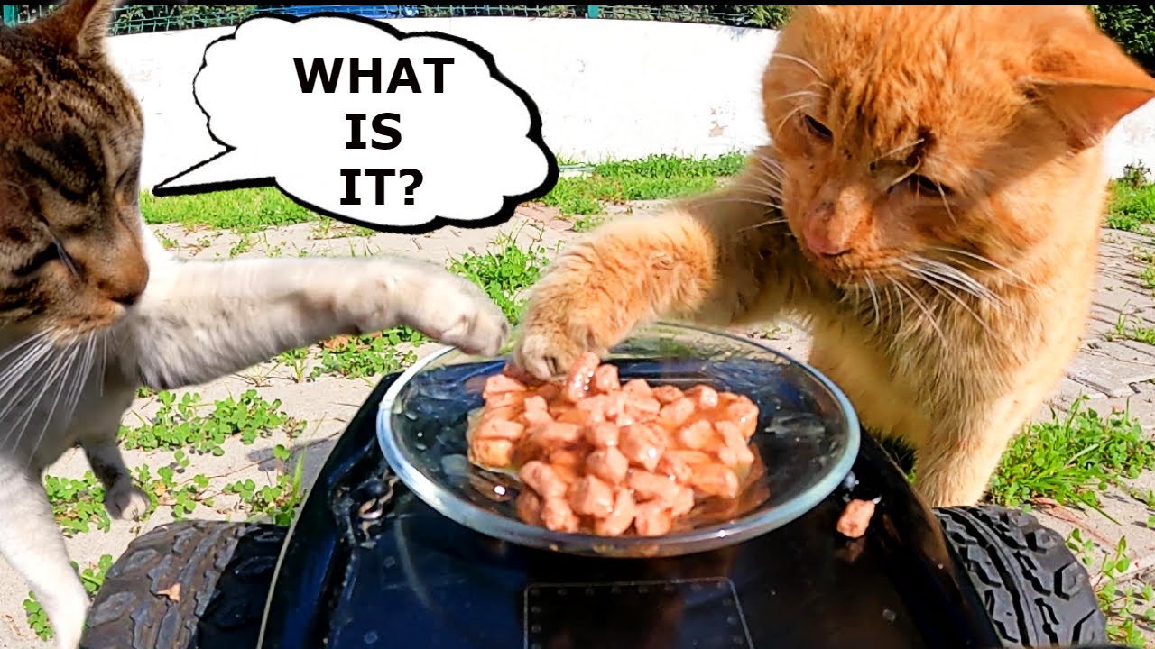 Feeding Stray Cat and Dog with RC Car