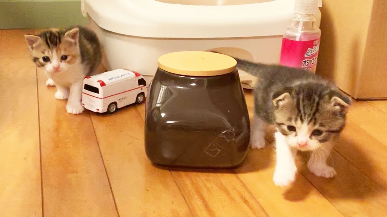 今日も子猫たちは自由です！【スコティッシュフォールド】