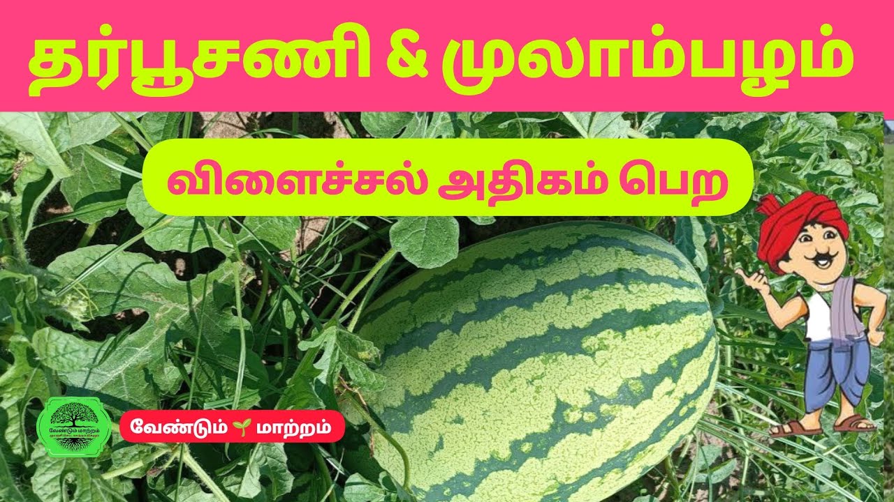#தர்பூசணி மற்றும் #முலாம்பழம் விளைச்சலை அதிகம் பெற #watermelon #muskmelonfarming